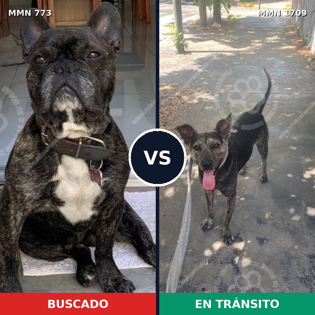 Comparativa MMS 37592: mascota perdida y mascota encontrada, 52% de similitud