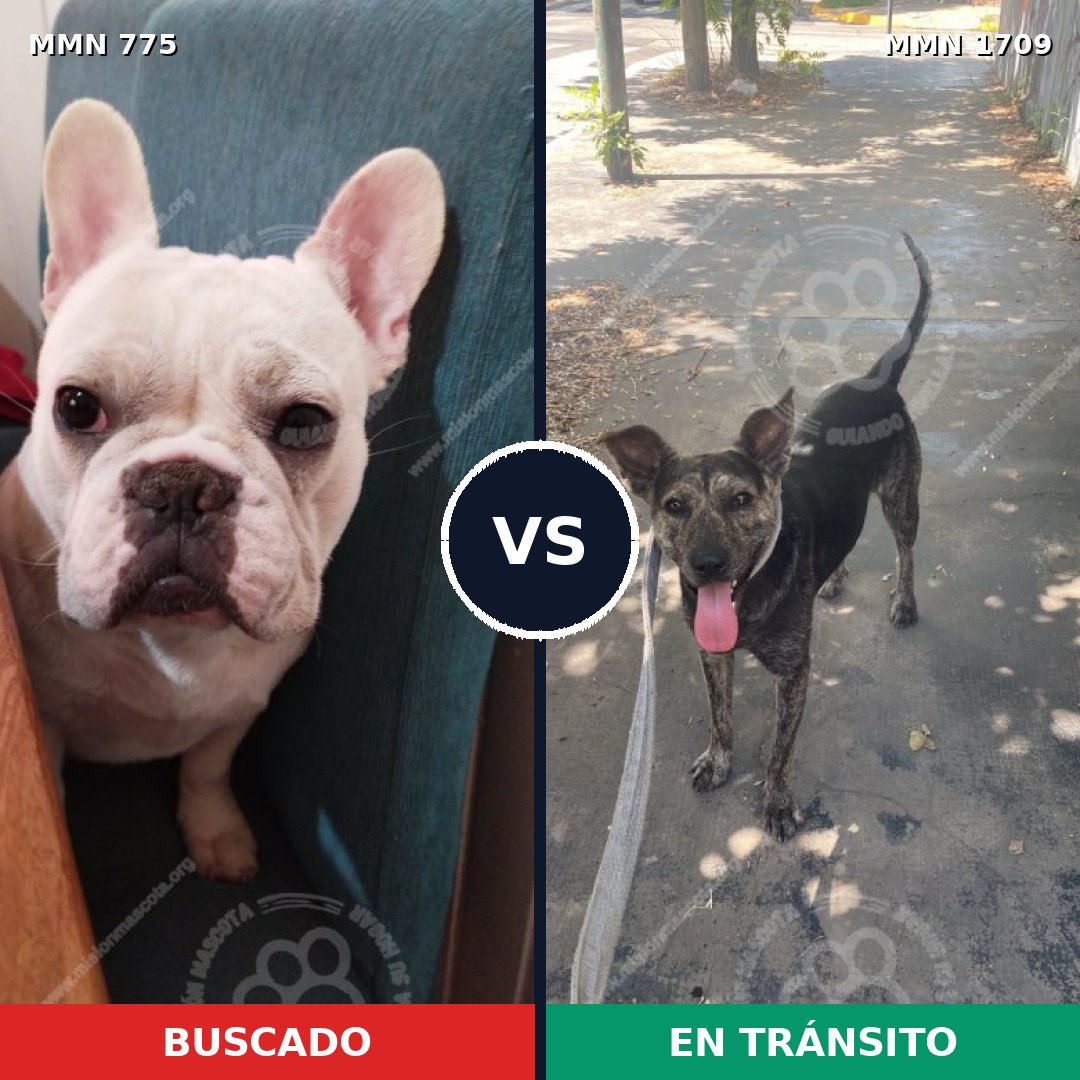 Comparativa MMS 37593: mascota perdida y mascota encontrada, 44% de similitud