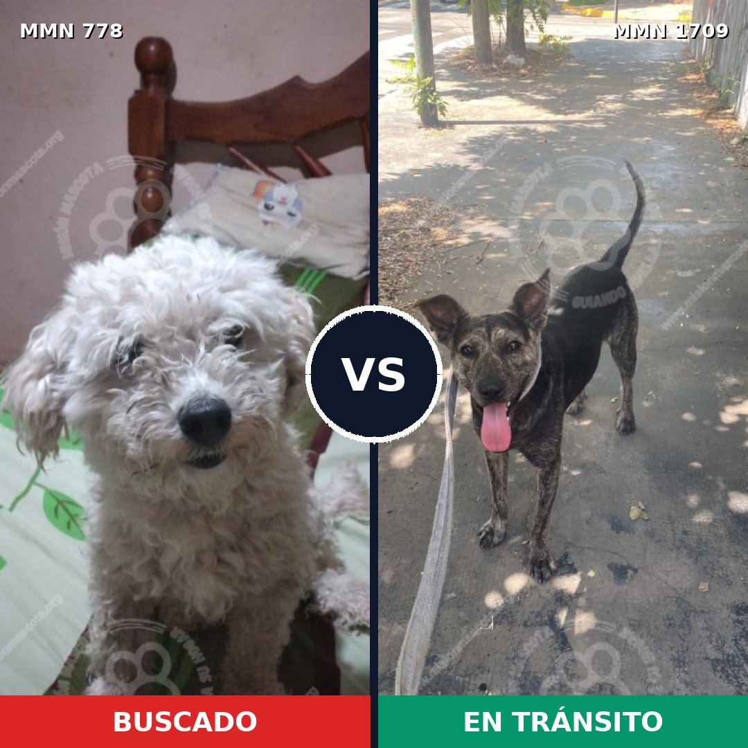 Comparativa MMS 37594: mascota perdida y mascota encontrada, 38% de similitud