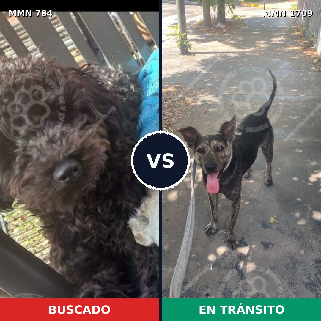 Comparativa MMS 37595: mascota perdida y mascota encontrada, 51% de similitud