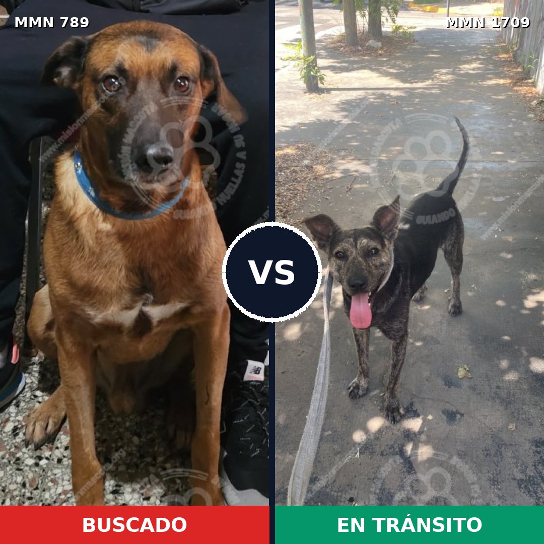 Comparativa MMS 37596: mascota perdida y mascota encontrada, 61% de similitud