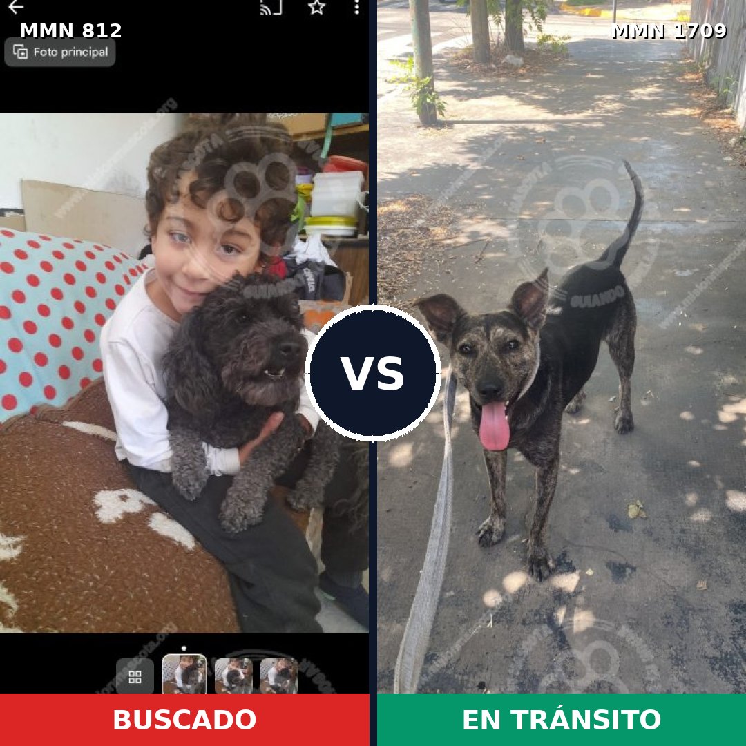 Comparativa MMS 37598: mascota perdida y mascota encontrada, 46% de similitud
