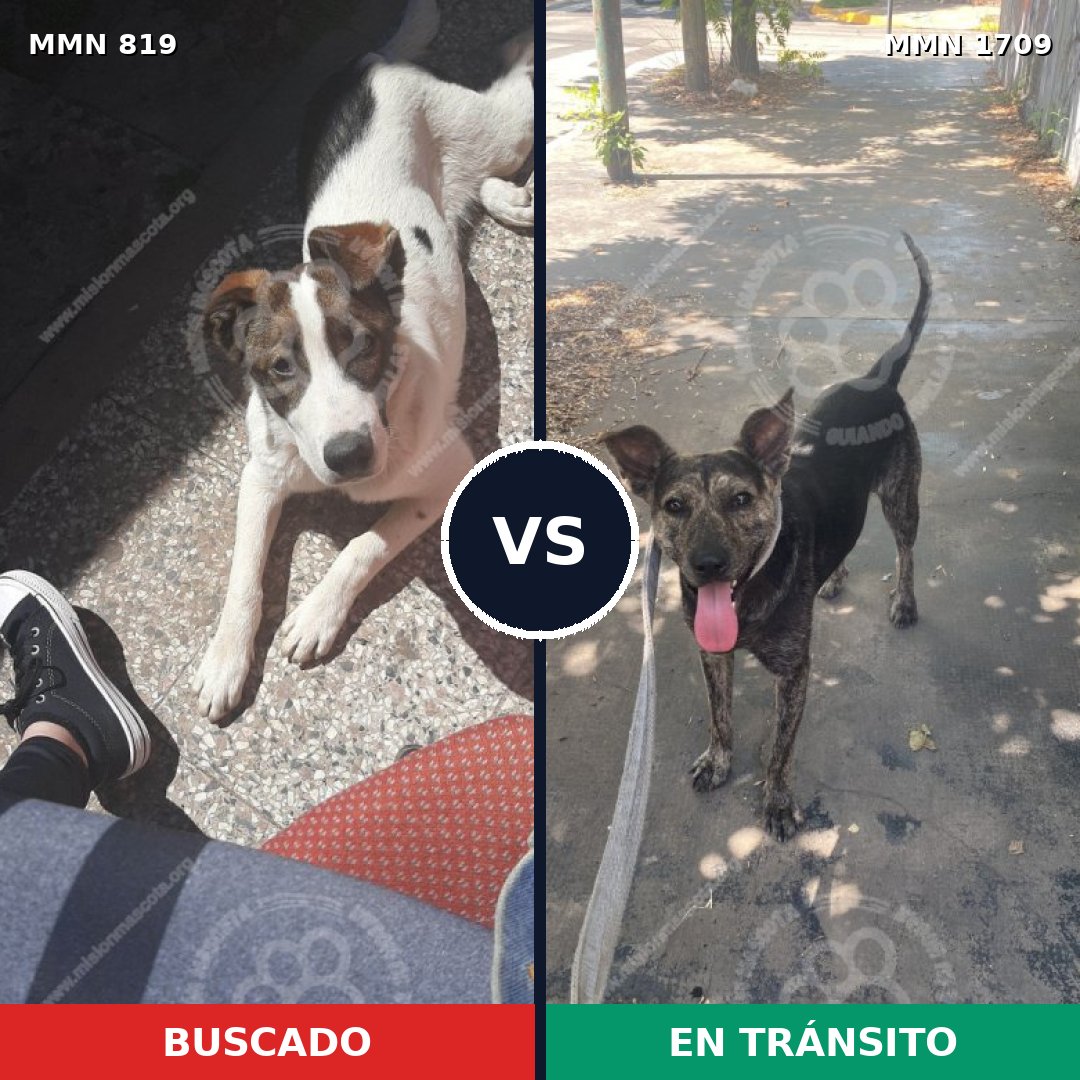 Comparativa MMS 37599: mascota perdida y mascota encontrada, 78% de similitud