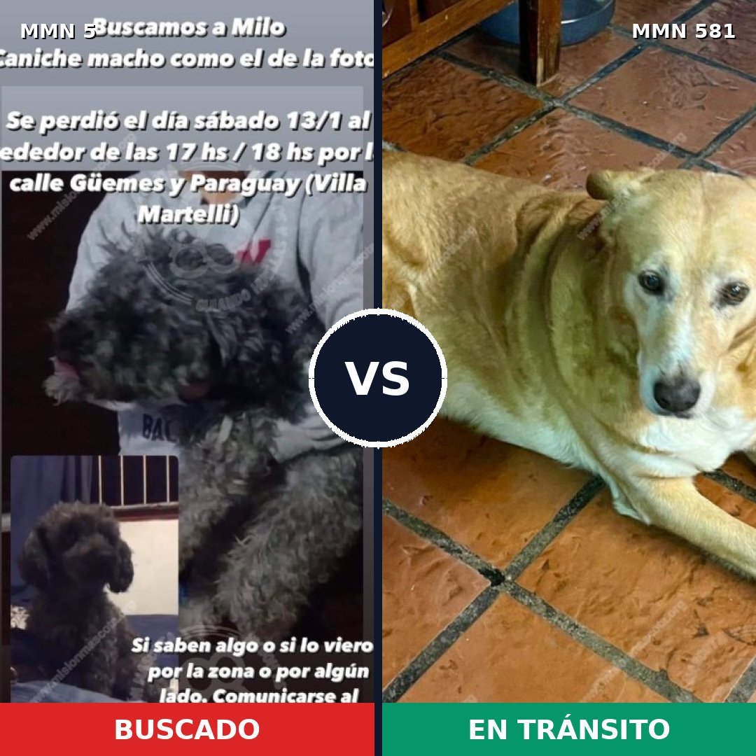 Comparativa MMS 376: mascota perdida y mascota encontrada, 21% de similitud
