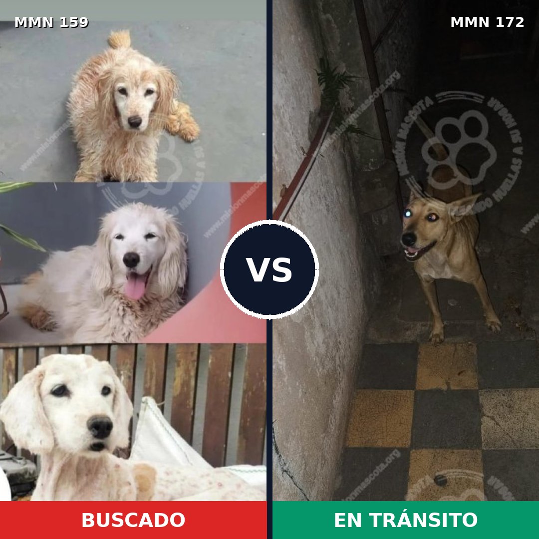 Comparativa MMS 3760: mascota perdida y mascota encontrada, 62% de similitud