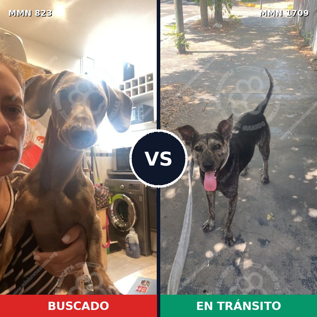Comparativa MMS 37600: mascota perdida y mascota encontrada, 39% de similitud
