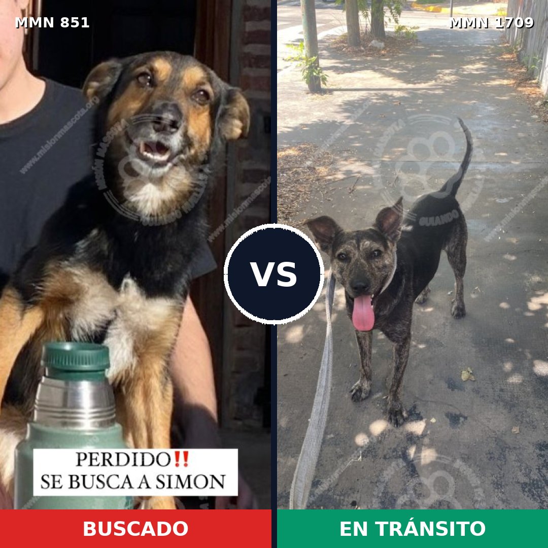 Comparativa MMS 37602: mascota perdida y mascota encontrada, 80% de similitud