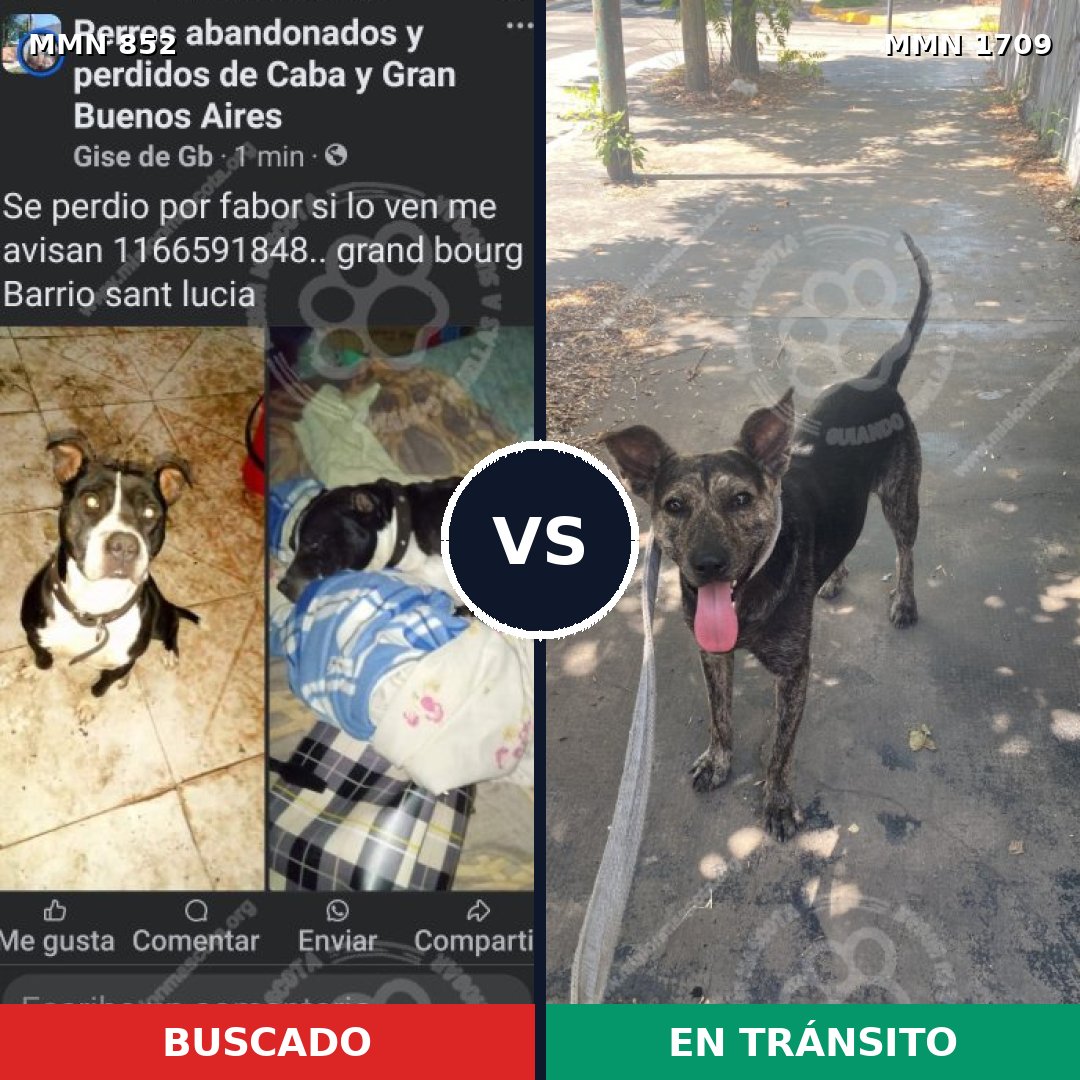 Comparativa MMS 37603: mascota perdida y mascota encontrada, 49% de similitud