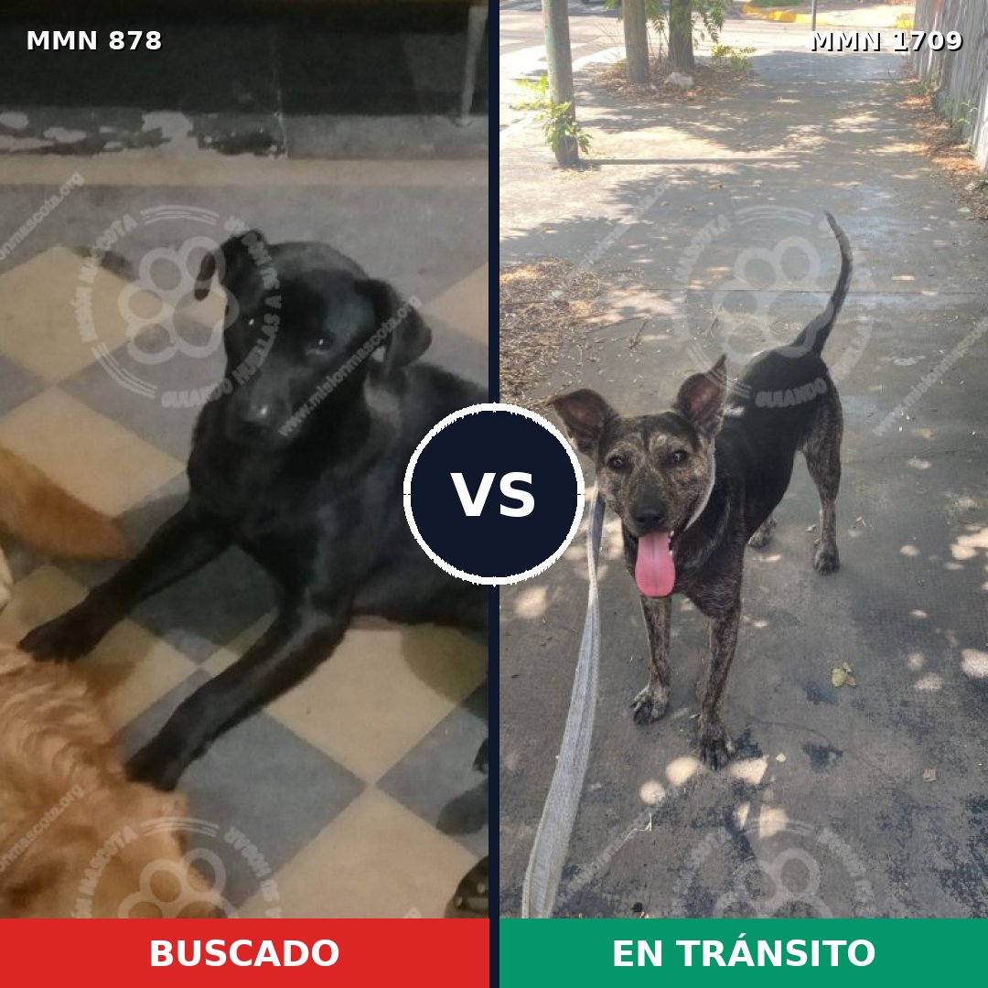 Comparativa MMS 37604: mascota perdida y mascota encontrada, 57% de similitud