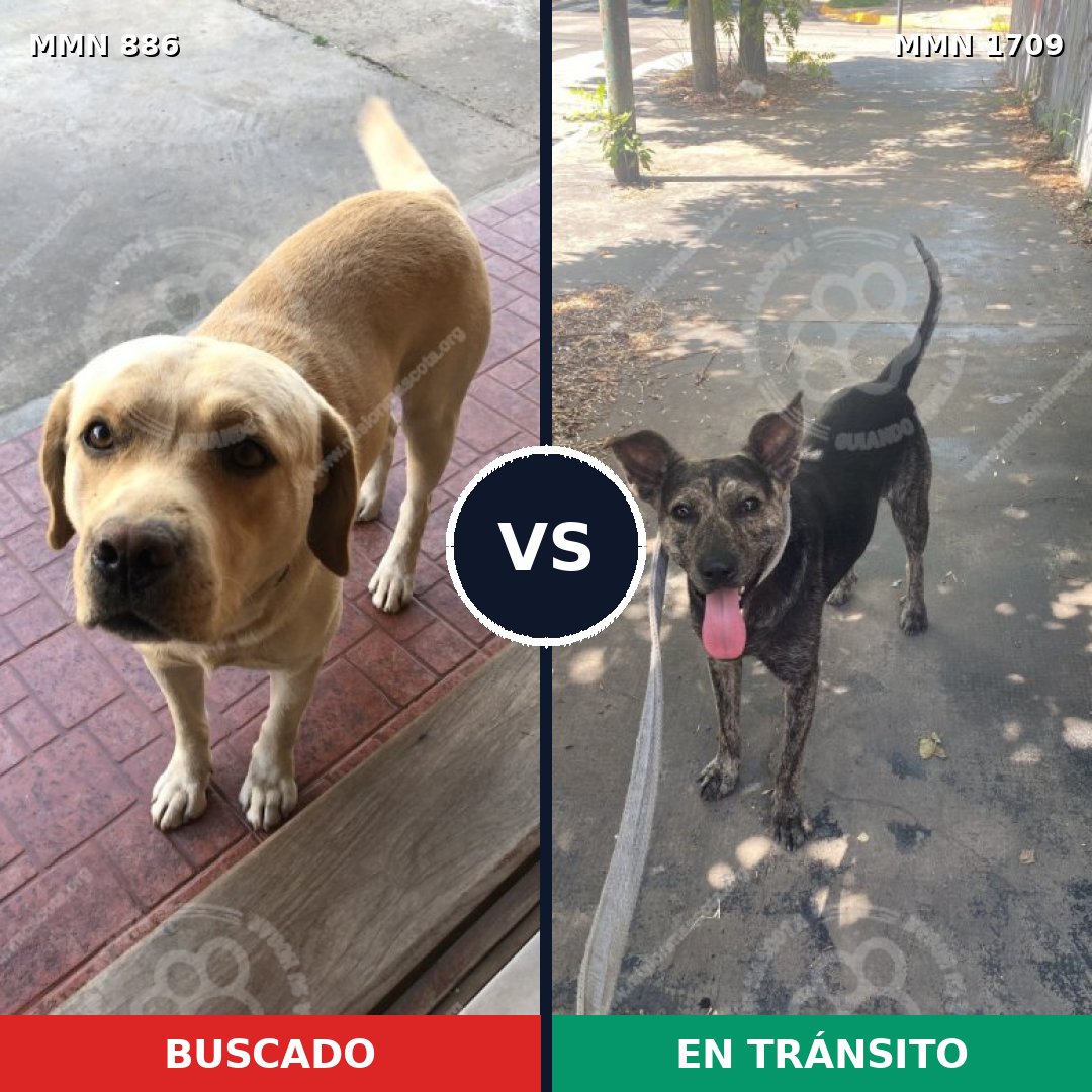 Comparativa MMS 37605: mascota perdida y mascota encontrada, 42% de similitud