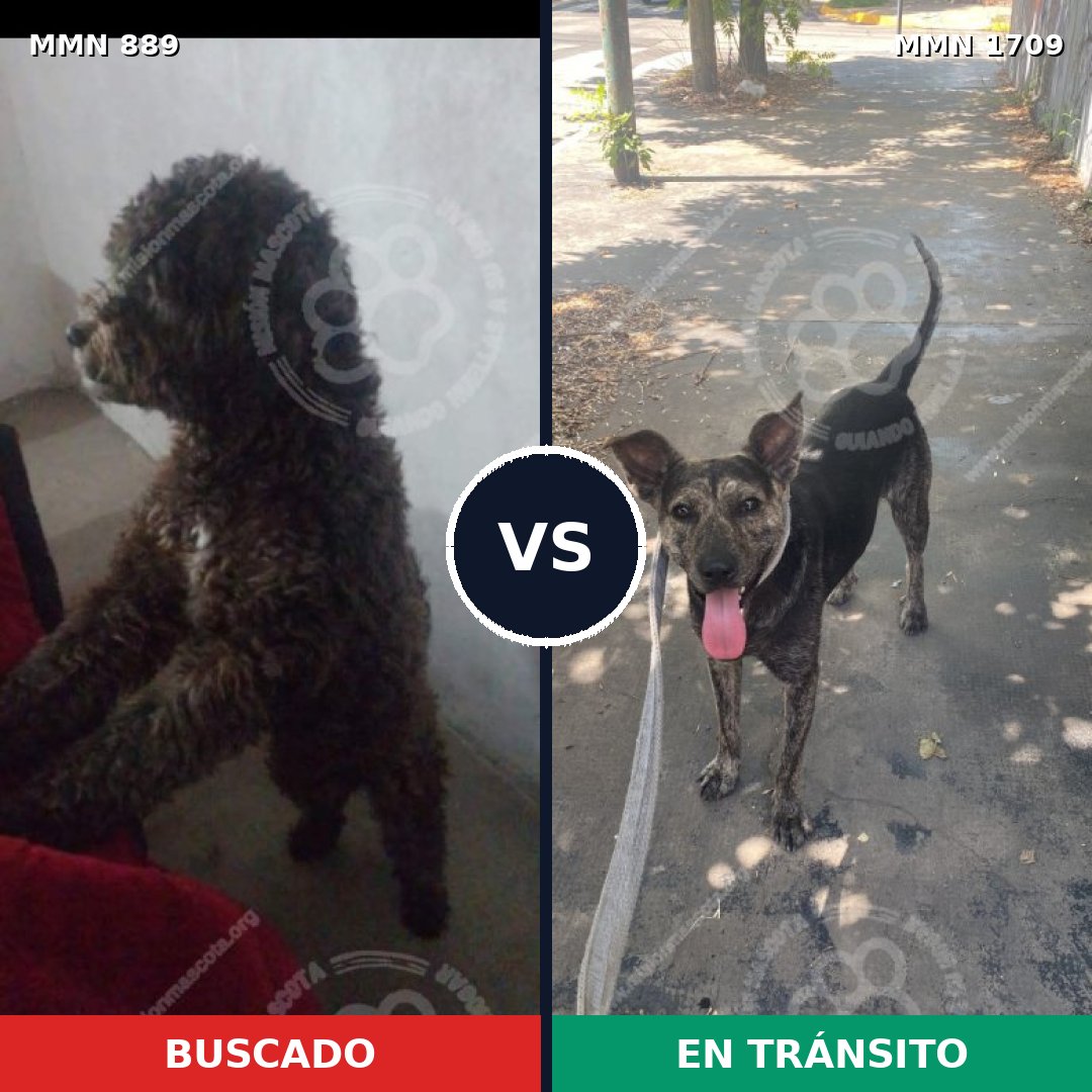 Comparativa MMS 37606: mascota perdida y mascota encontrada, 59% de similitud