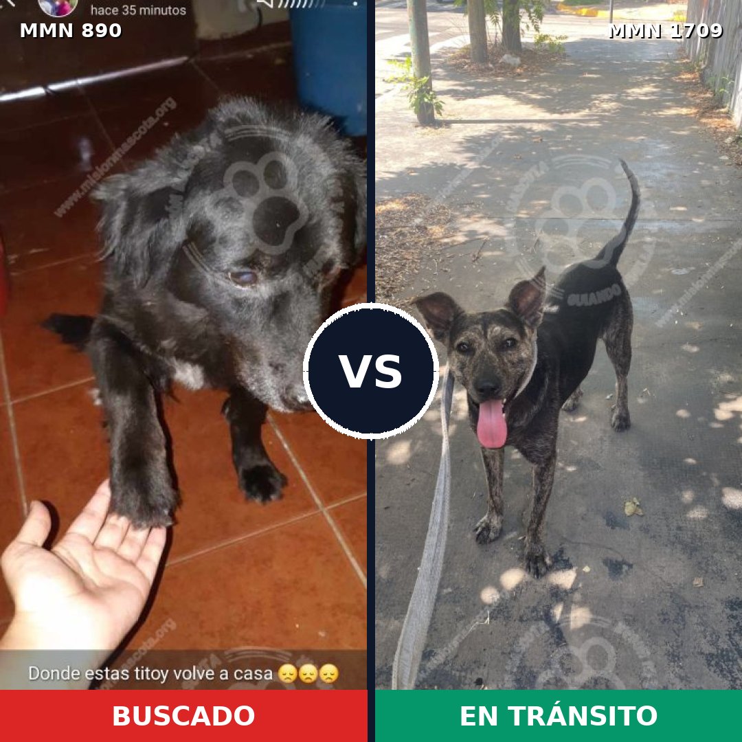 Comparativa MMS 37607: mascota perdida y mascota encontrada, 45% de similitud
