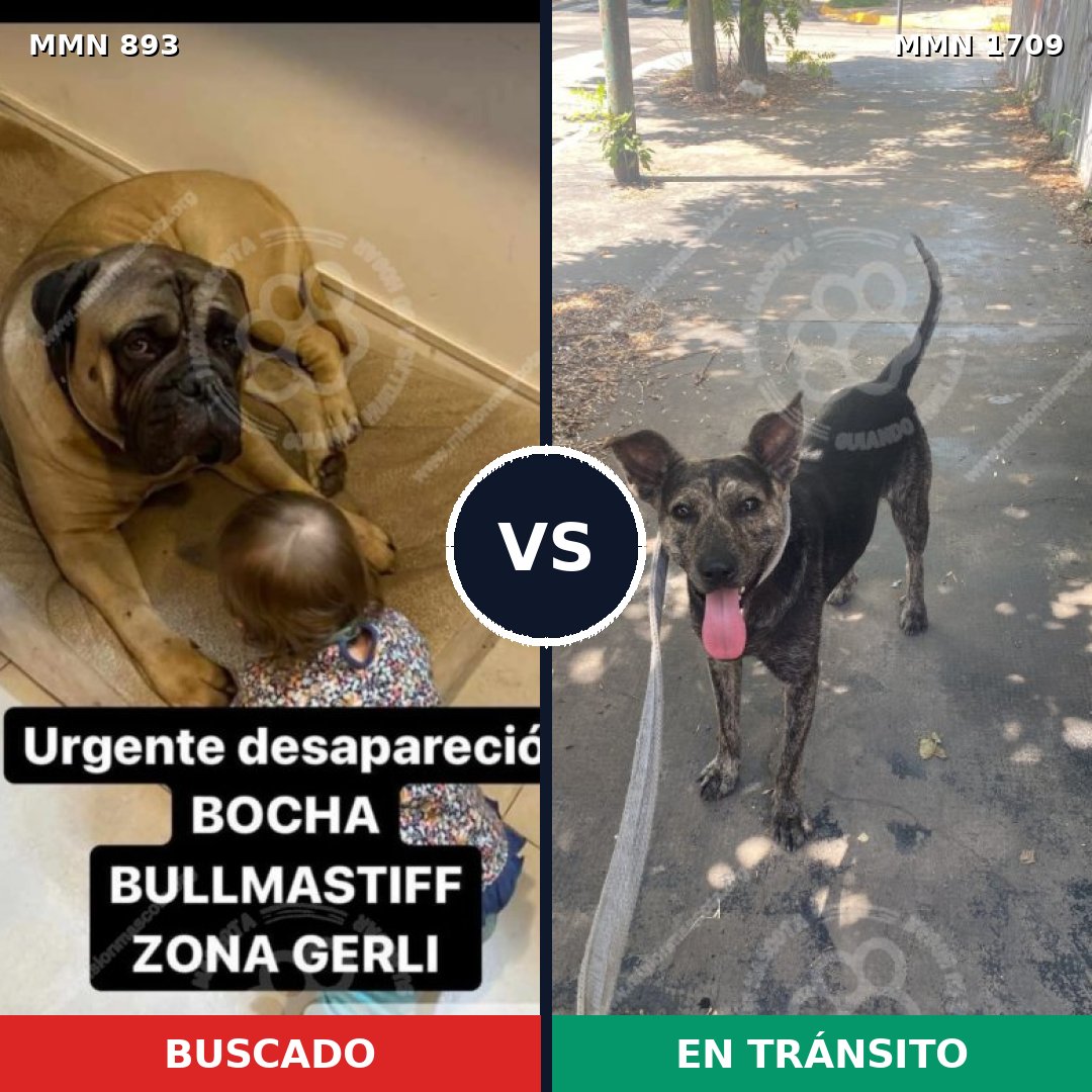 Comparativa MMS 37608: mascota perdida y mascota encontrada, 33% de similitud