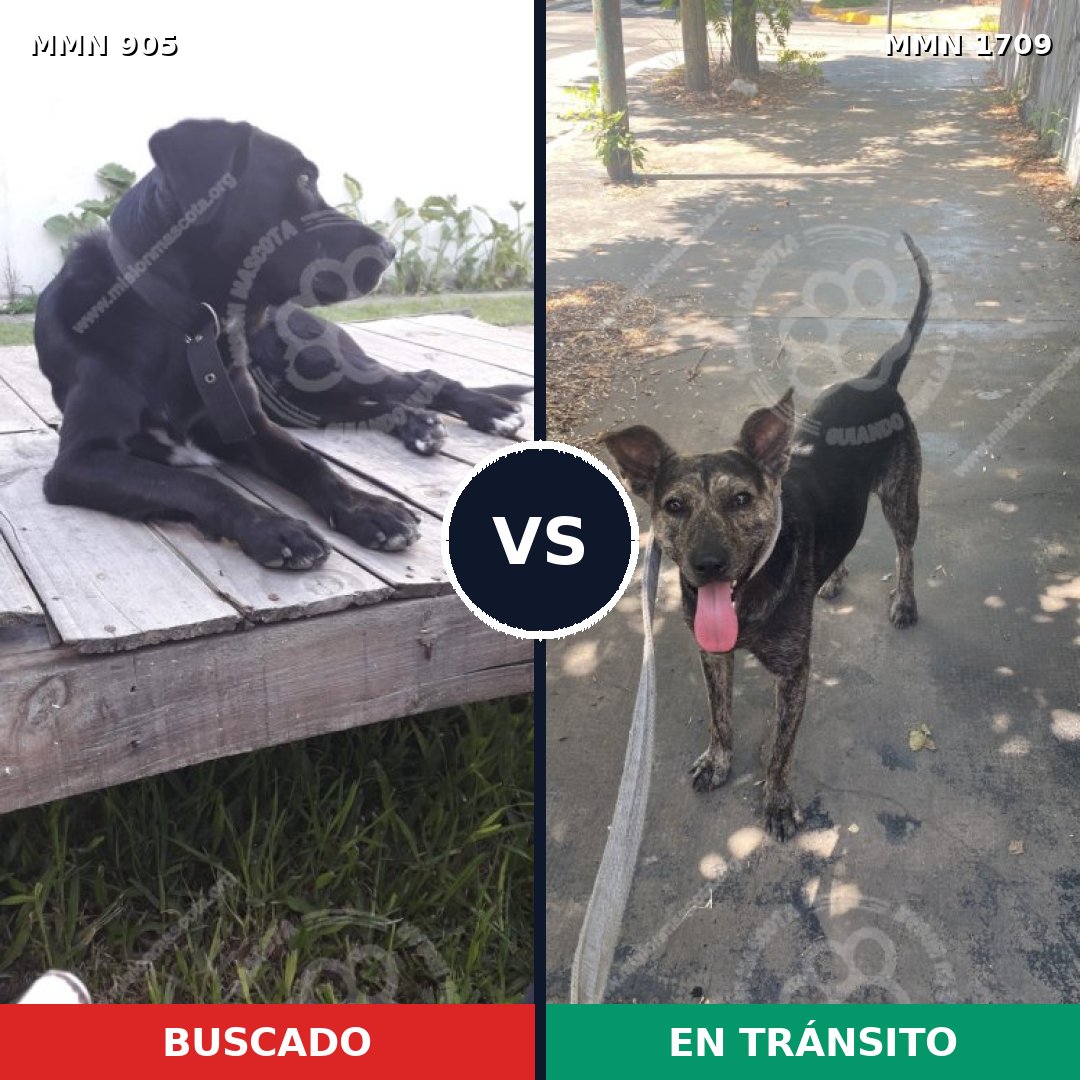 Comparativa MMS 37609: mascota perdida y mascota encontrada, 84% de similitud