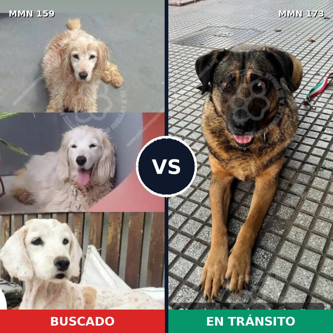 Comparativa MMS 3761: mascota perdida y mascota encontrada, 10% de similitud