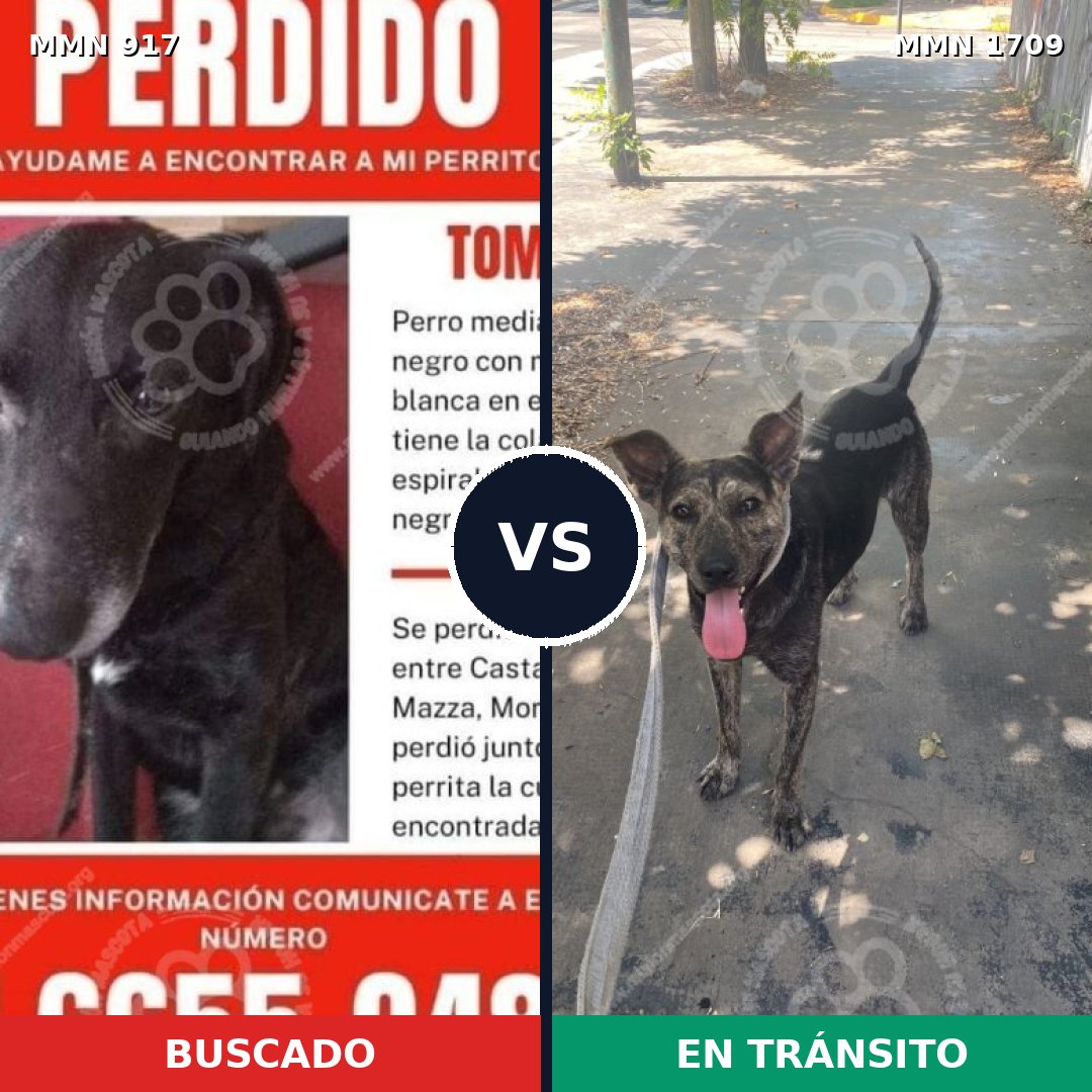 Comparativa MMS 37610: mascota perdida y mascota encontrada, 57% de similitud