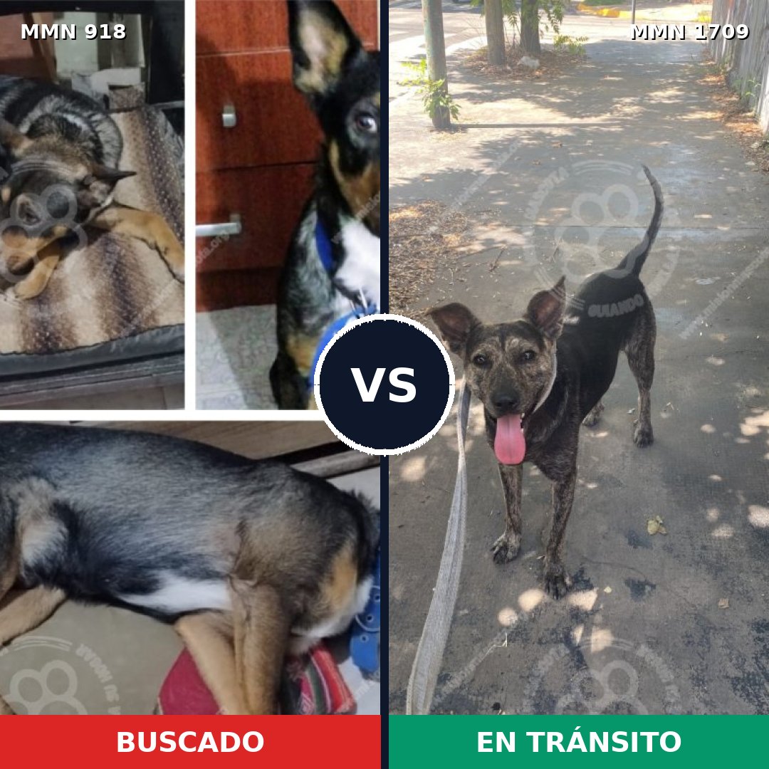 Comparativa MMS 37611: mascota perdida y mascota encontrada, 43% de similitud