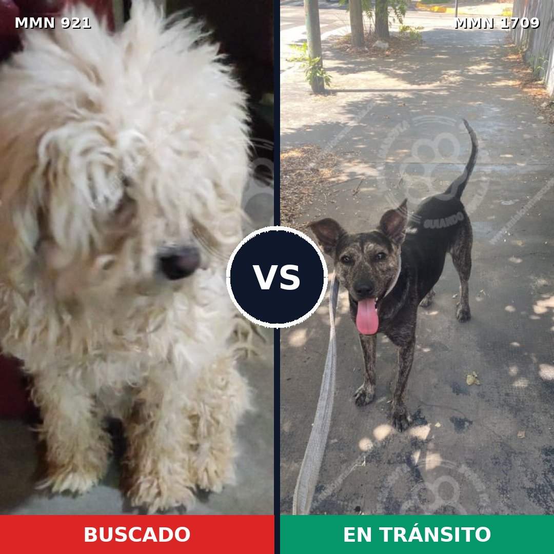 Comparativa MMS 37614: mascota perdida y mascota encontrada, 30% de similitud