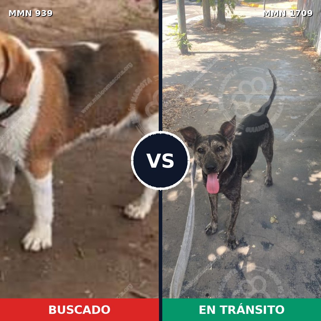 Comparativa MMS 37615: mascota perdida y mascota encontrada, 41% de similitud