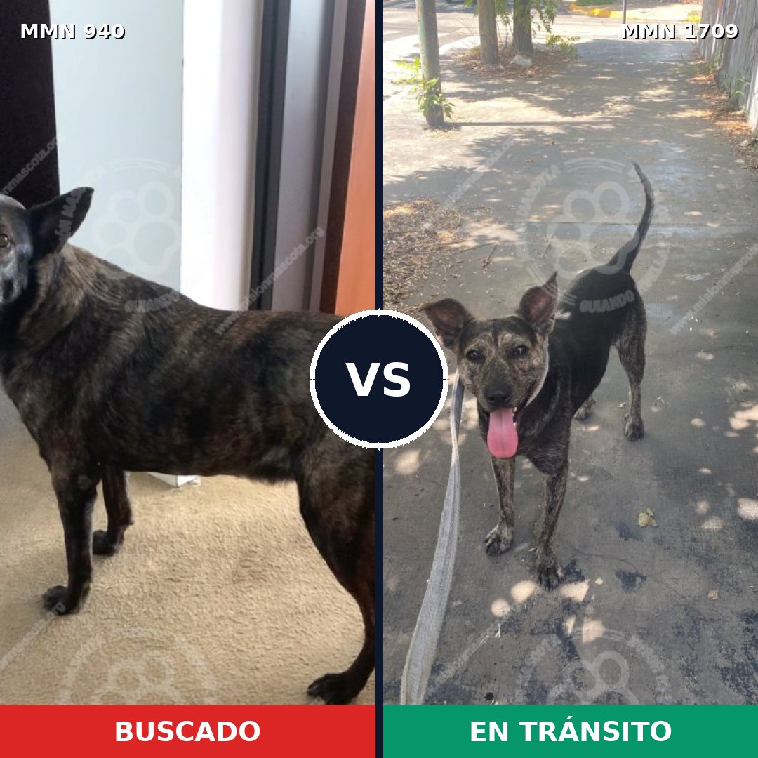 Comparativa MMS 37616: mascota perdida y mascota encontrada, 55% de similitud