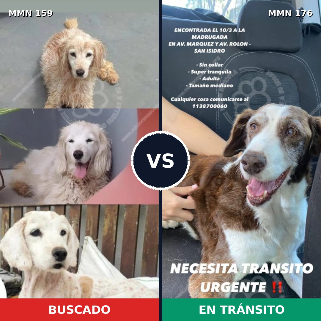 Comparativa MMS 3762: mascota perdida y mascota encontrada, 51% de similitud
