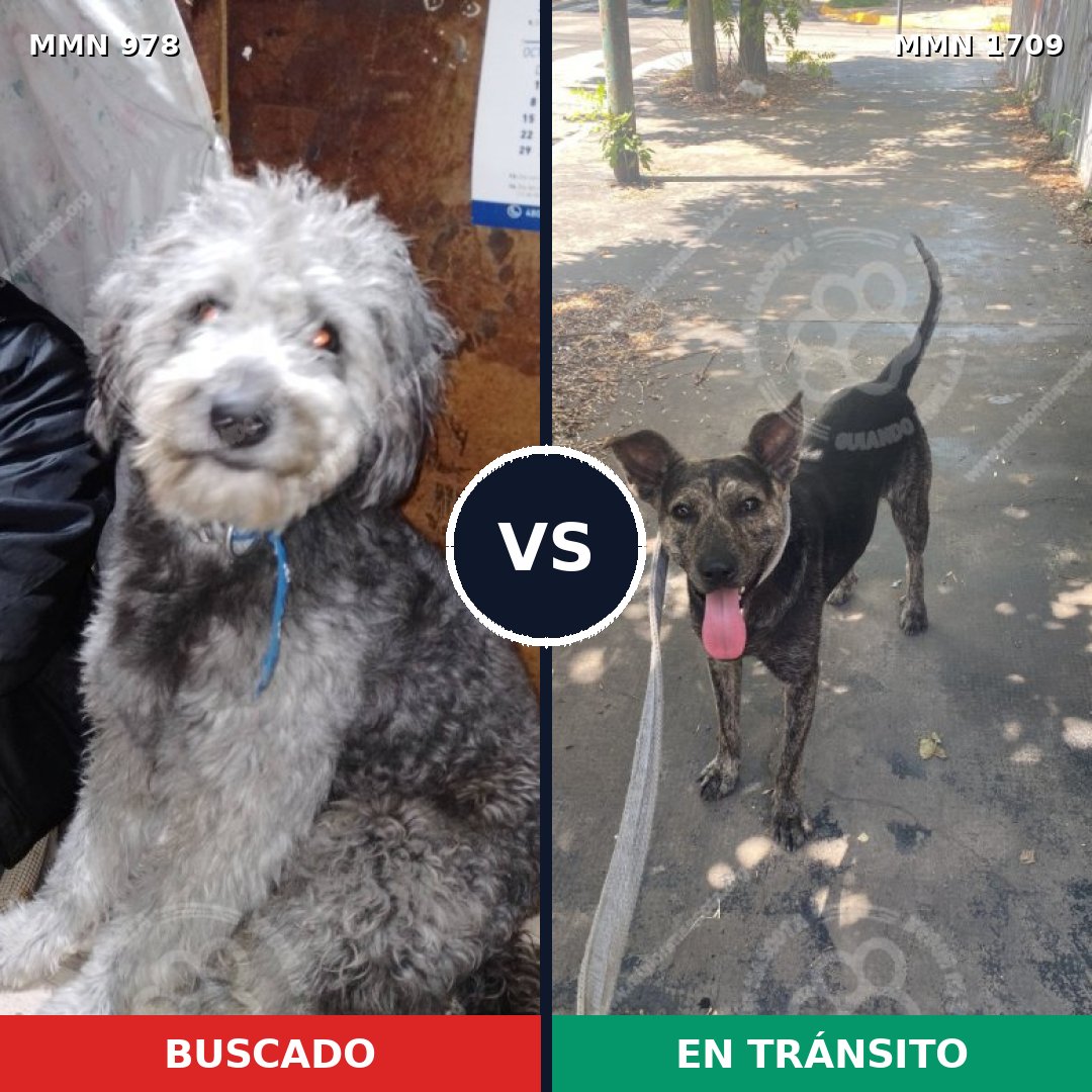 Comparativa MMS 37620: mascota perdida y mascota encontrada, 55% de similitud