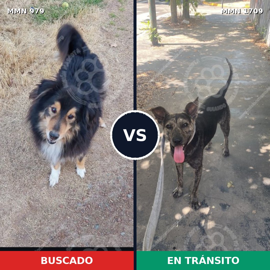Comparativa MMS 37621: mascota perdida y mascota encontrada, 42% de similitud