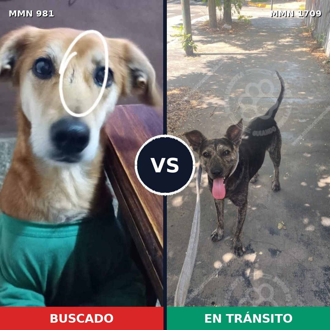 Comparativa MMS 37622: mascota perdida y mascota encontrada, 73% de similitud