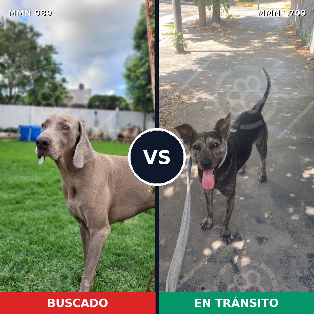 Comparativa MMS 37623: mascota perdida y mascota encontrada, 44% de similitud