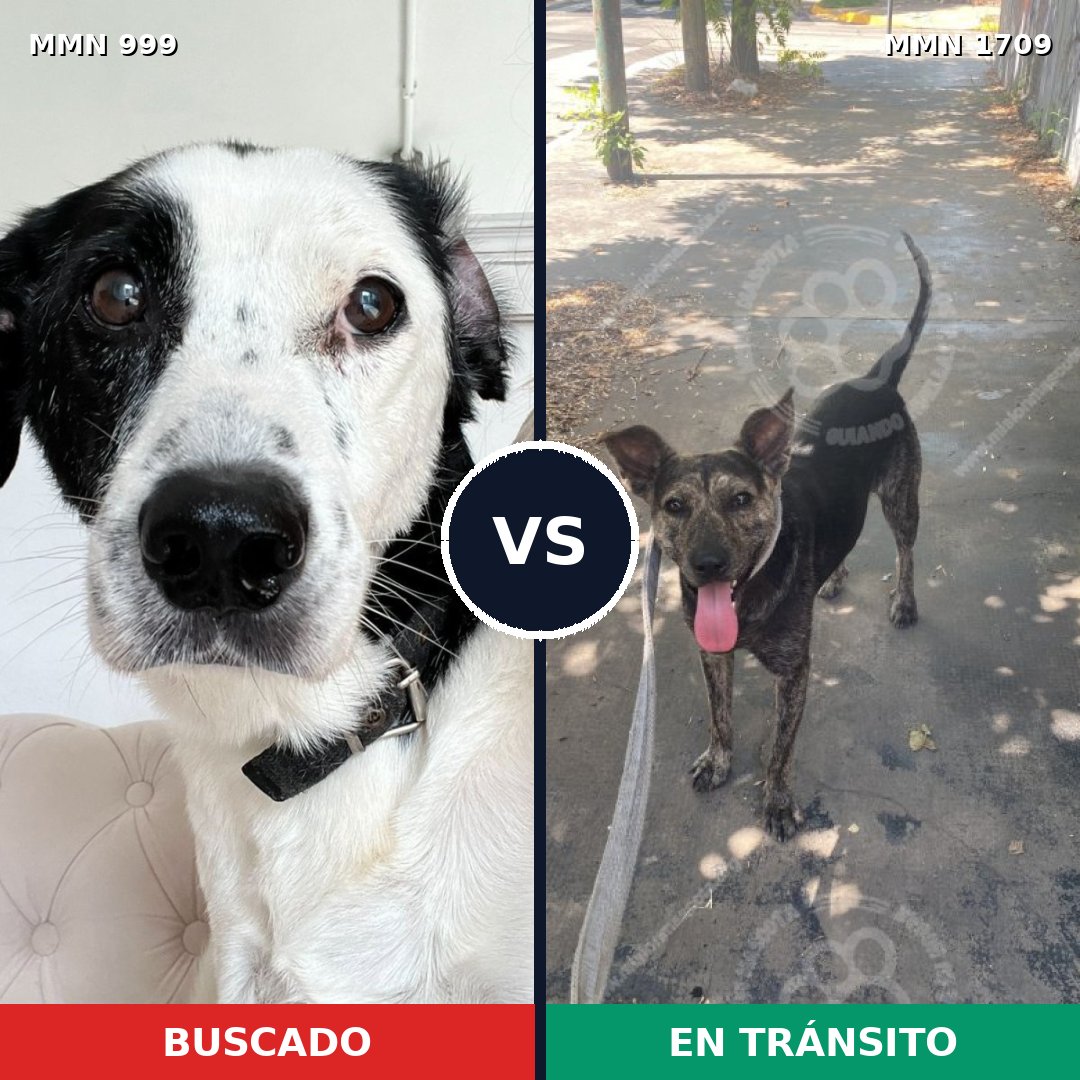Comparativa MMS 37624: mascota perdida y mascota encontrada, 49% de similitud