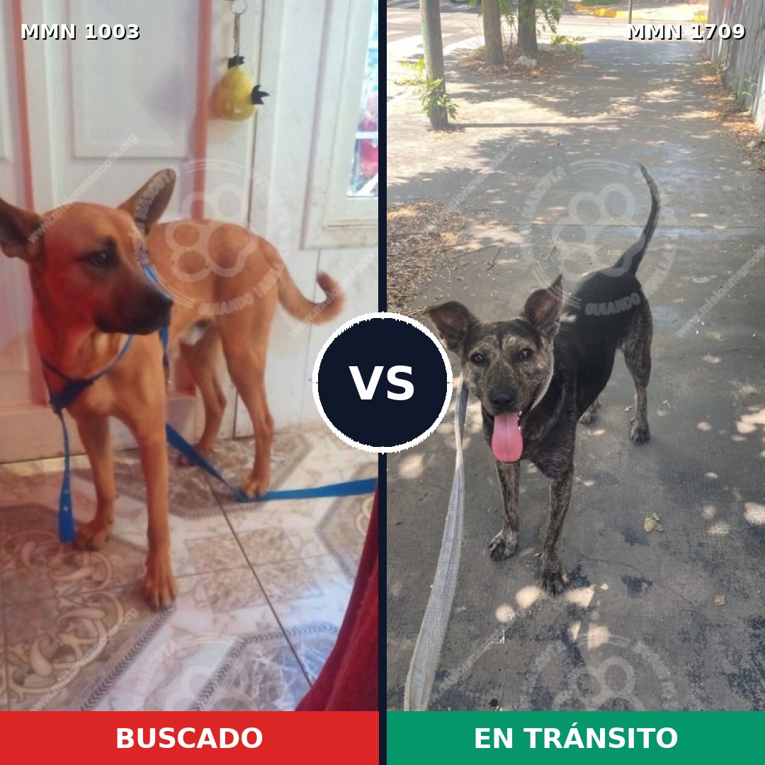 Comparativa MMS 37625: mascota perdida y mascota encontrada, 40% de similitud