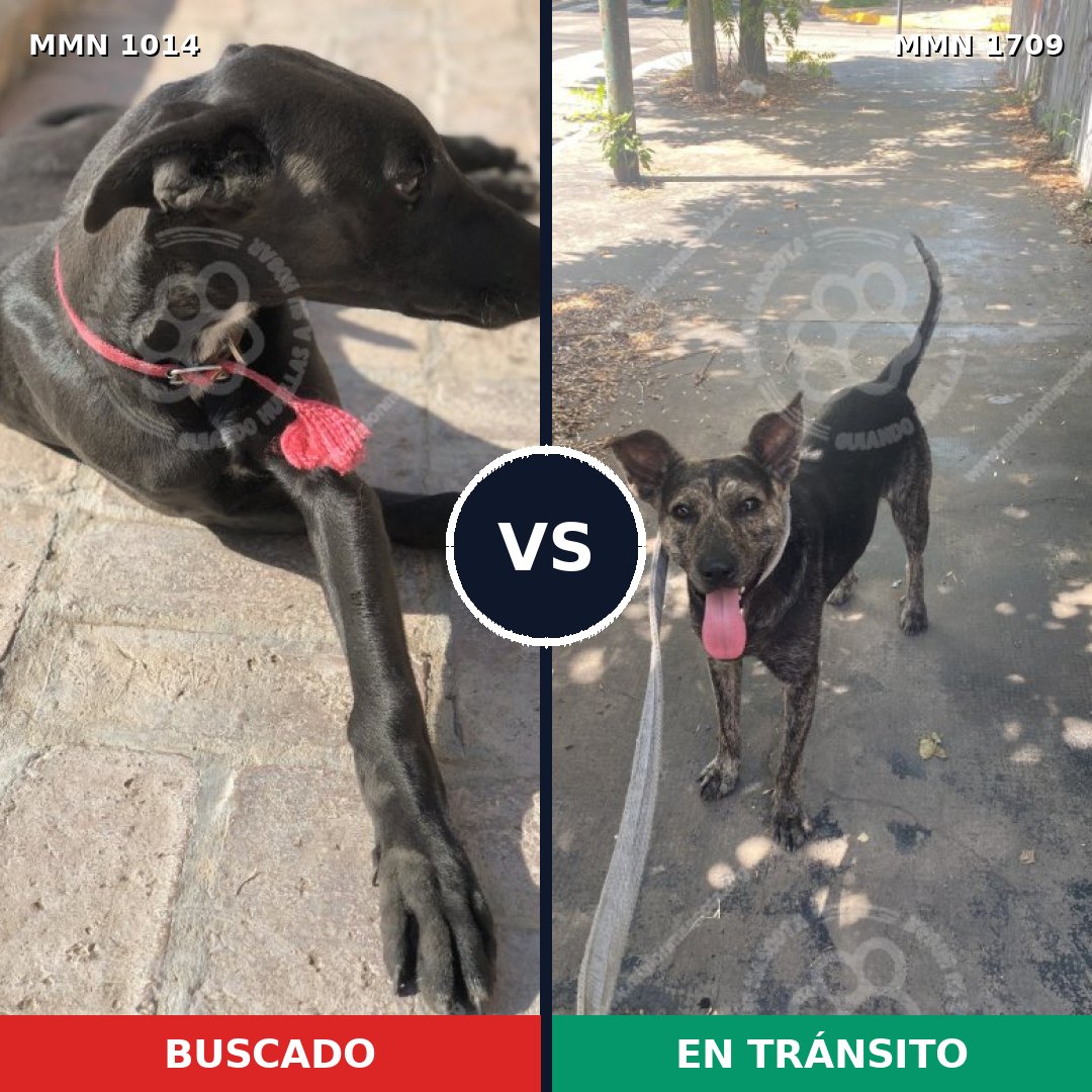 Comparativa MMS 37628: mascota perdida y mascota encontrada, 45% de similitud