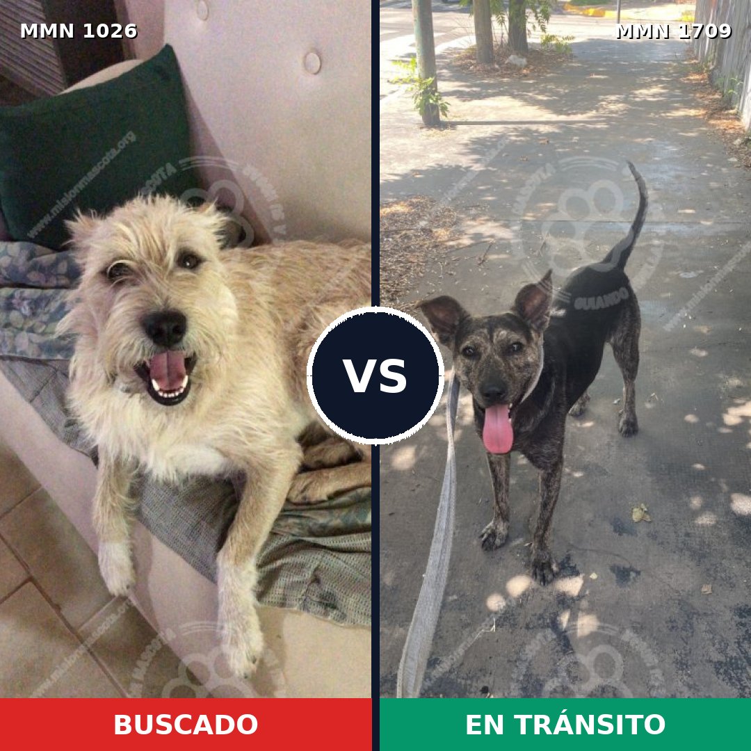 Comparativa MMS 37629: mascota perdida y mascota encontrada, 54% de similitud