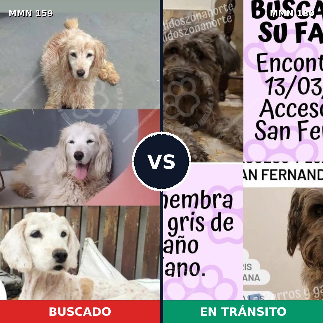 Comparativa MMS 3763: mascota perdida y mascota encontrada, 51% de similitud