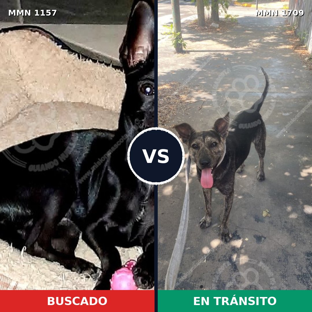 Comparativa MMS 37630: mascota perdida y mascota encontrada, 46% de similitud