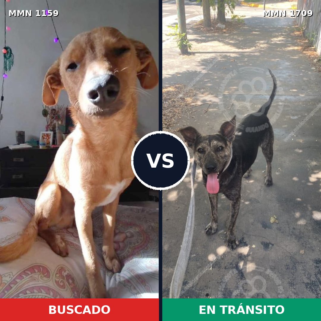 Comparativa MMS 37631: mascota perdida y mascota encontrada, 63% de similitud