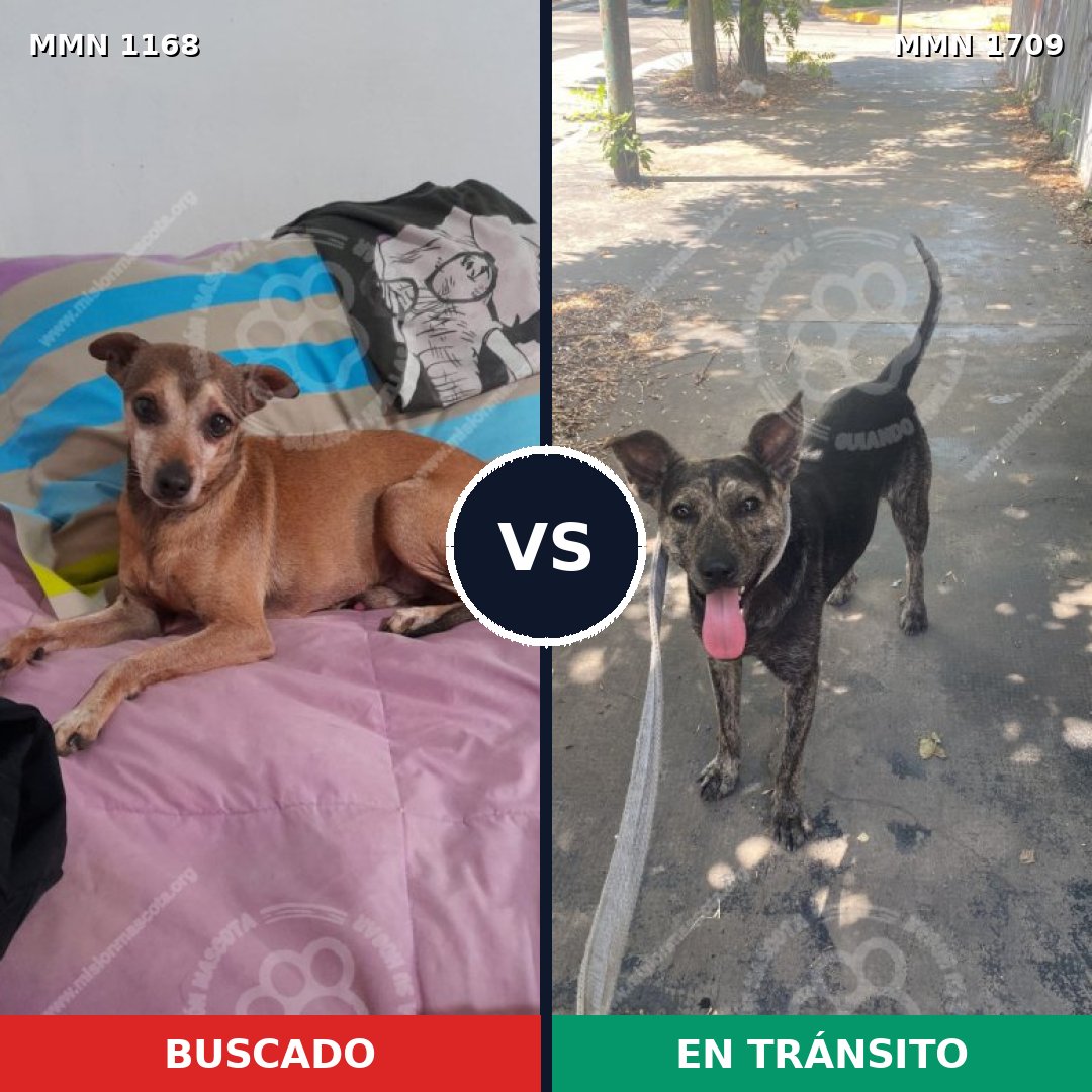 Comparativa MMS 37632: mascota perdida y mascota encontrada, 40% de similitud