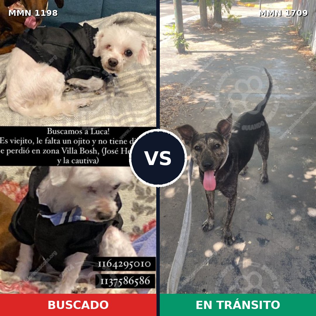 Comparativa MMS 37633: mascota perdida y mascota encontrada, 40% de similitud