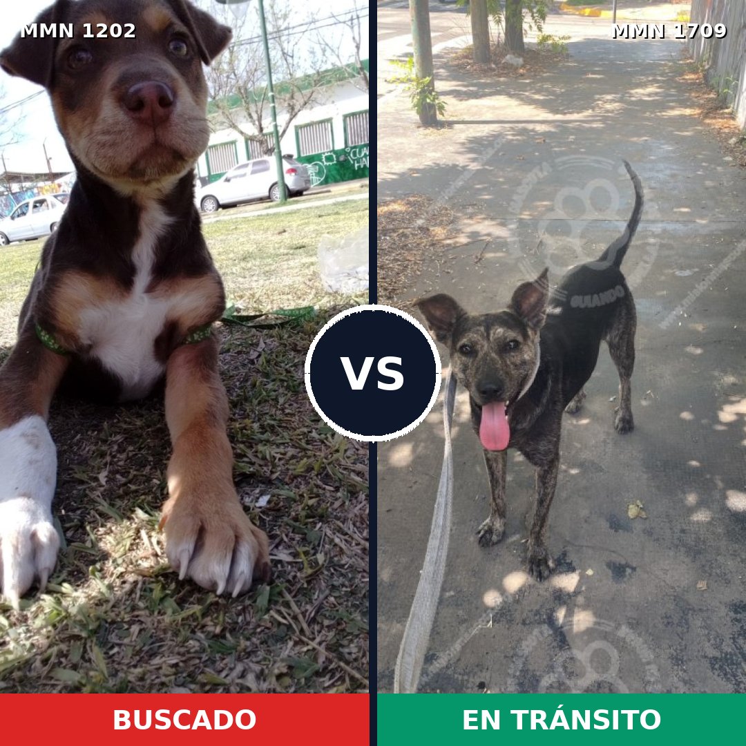 Comparativa MMS 37634: mascota perdida y mascota encontrada, 39% de similitud