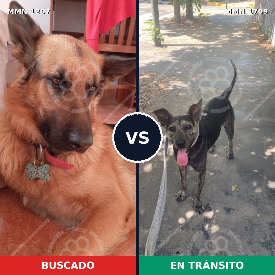 Comparativa MMS 37635: mascota perdida y mascota encontrada, 31% de similitud