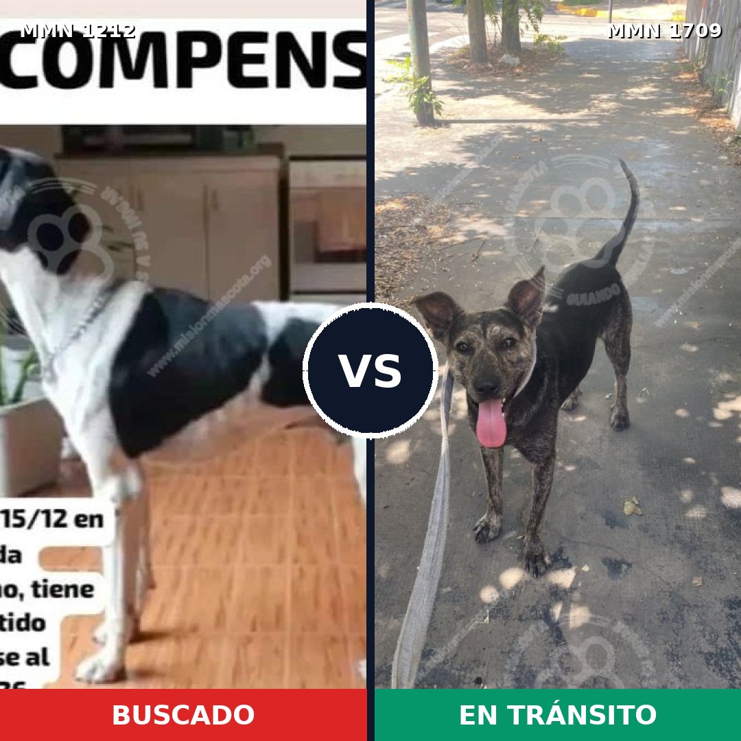 Comparativa MMS 37637: mascota perdida y mascota encontrada, 40% de similitud