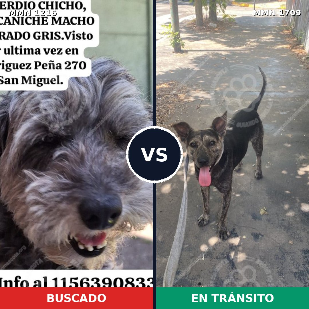 Comparativa MMS 37638: mascota perdida y mascota encontrada, 48% de similitud