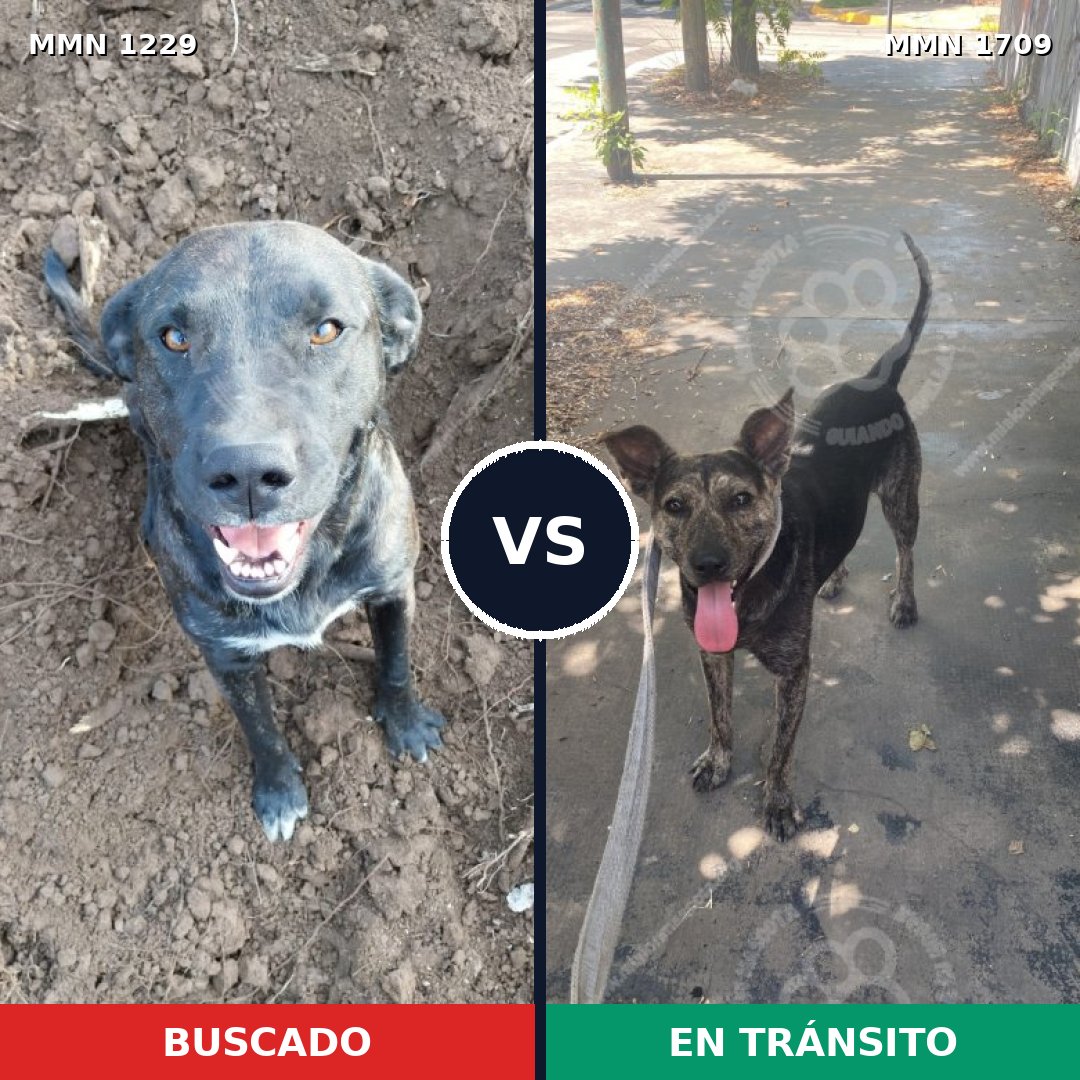 Comparativa MMS 37639: mascota perdida y mascota encontrada, 38% de similitud