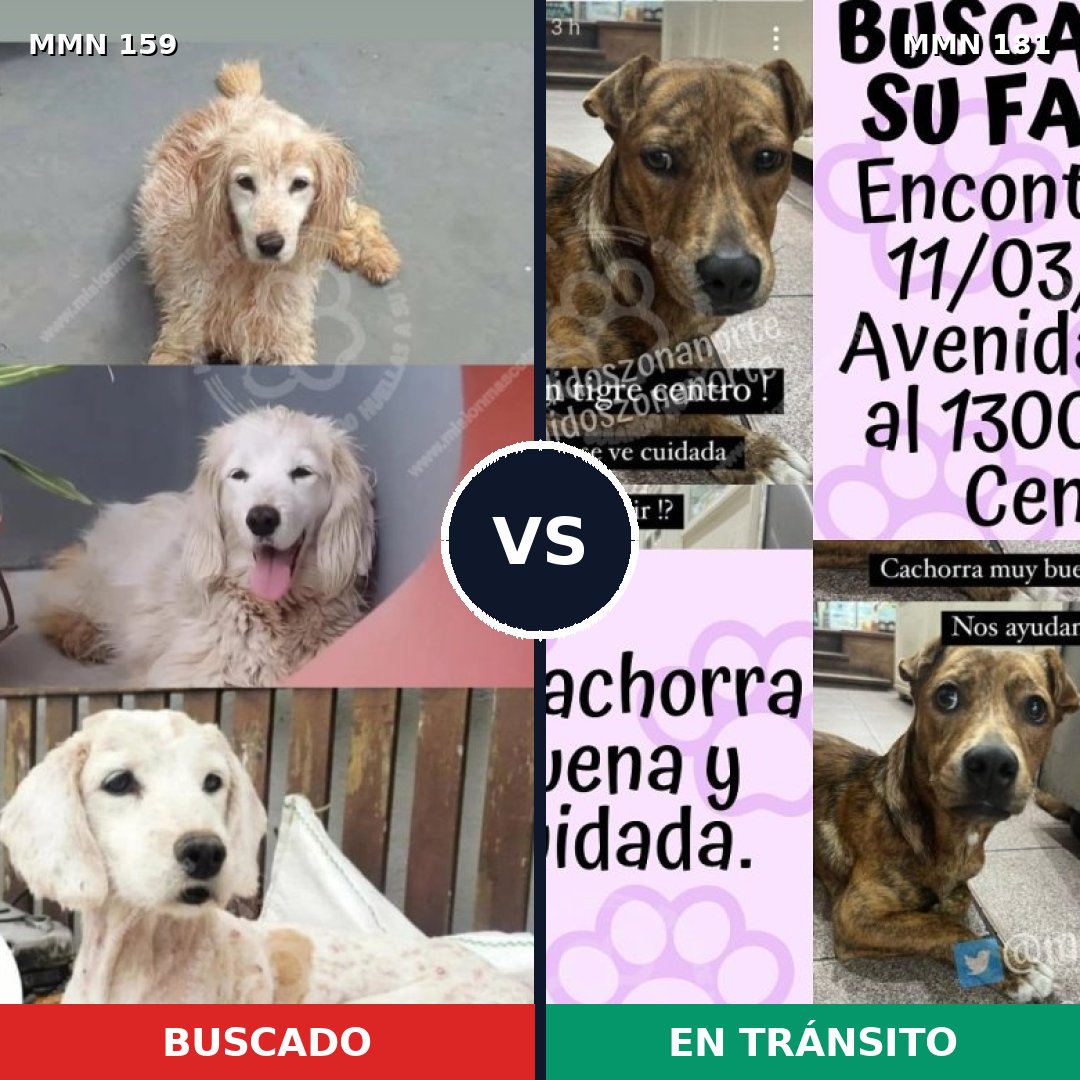 Comparativa MMS 3764: mascota perdida y mascota encontrada, 47% de similitud