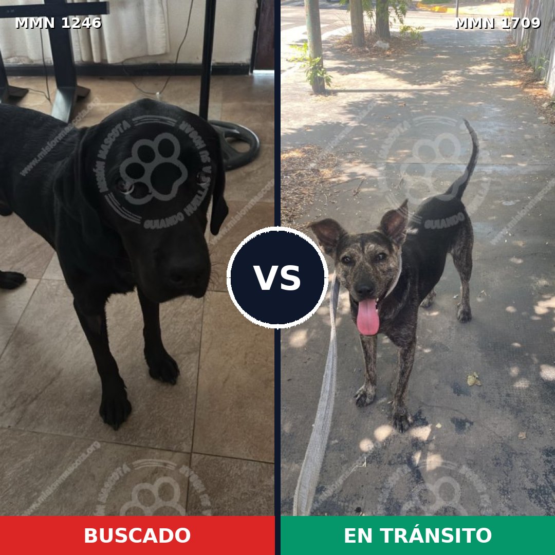 Comparativa MMS 37641: mascota perdida y mascota encontrada, 49% de similitud