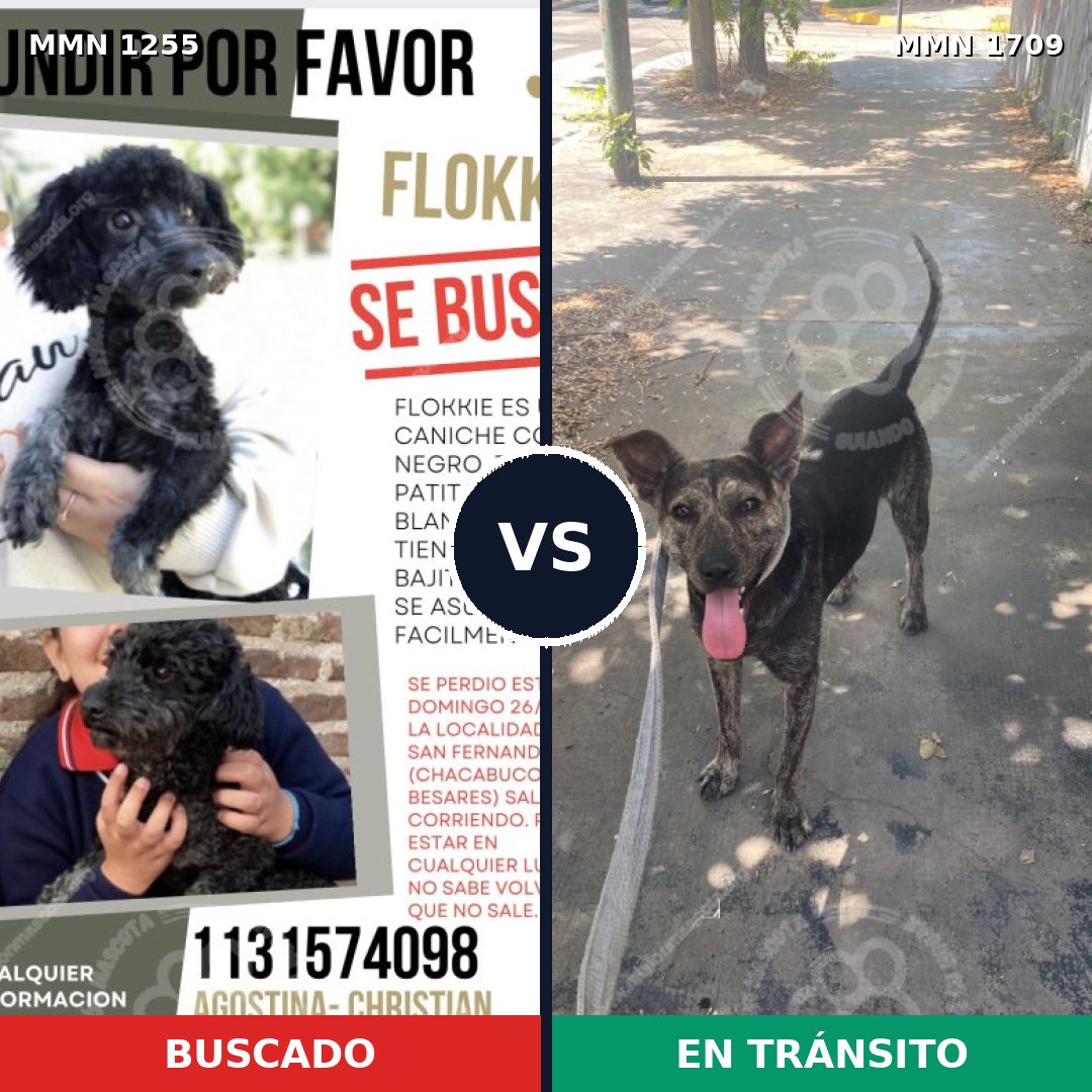 Comparativa MMS 37643: mascota perdida y mascota encontrada, 39% de similitud