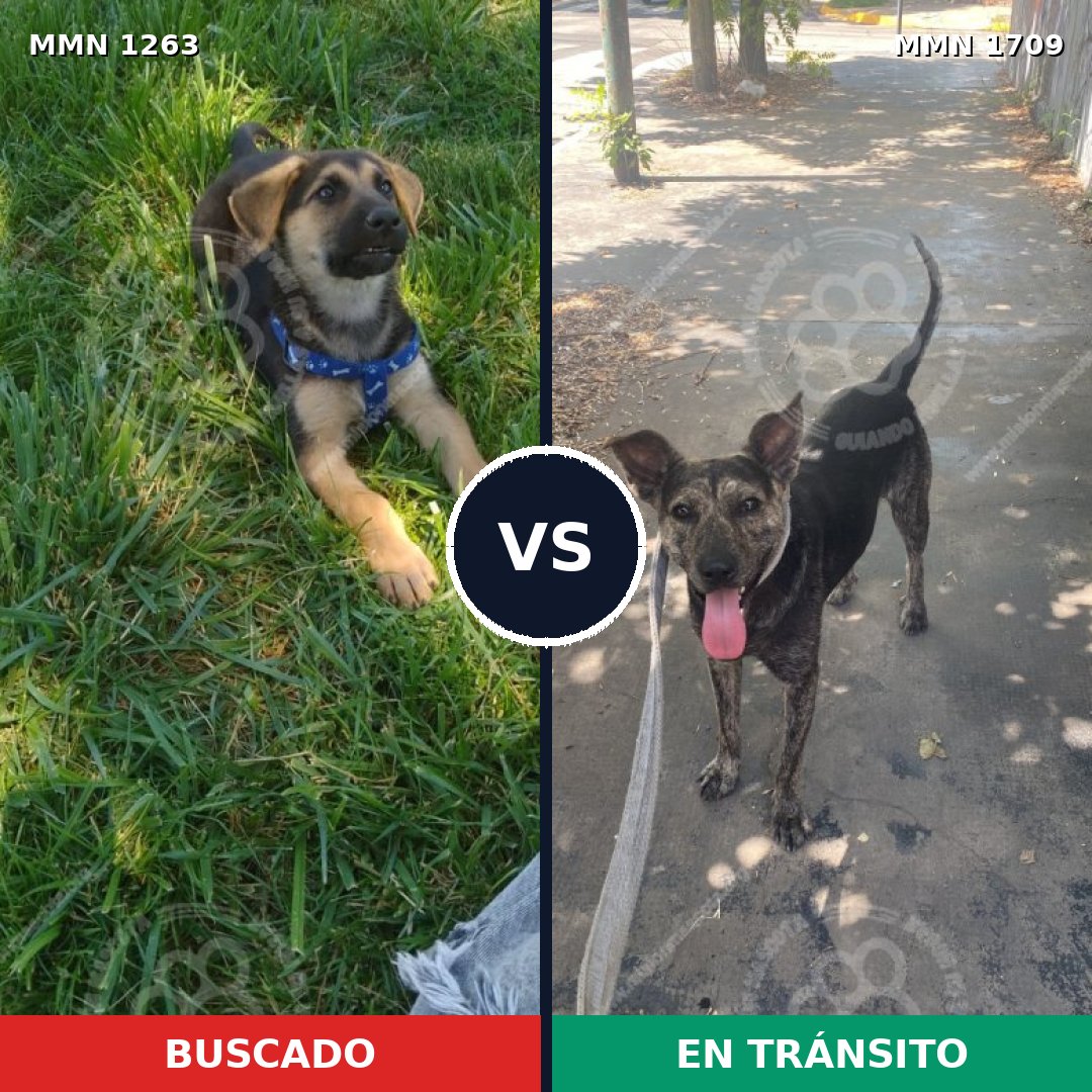 Comparativa MMS 37645: mascota perdida y mascota encontrada, 34% de similitud