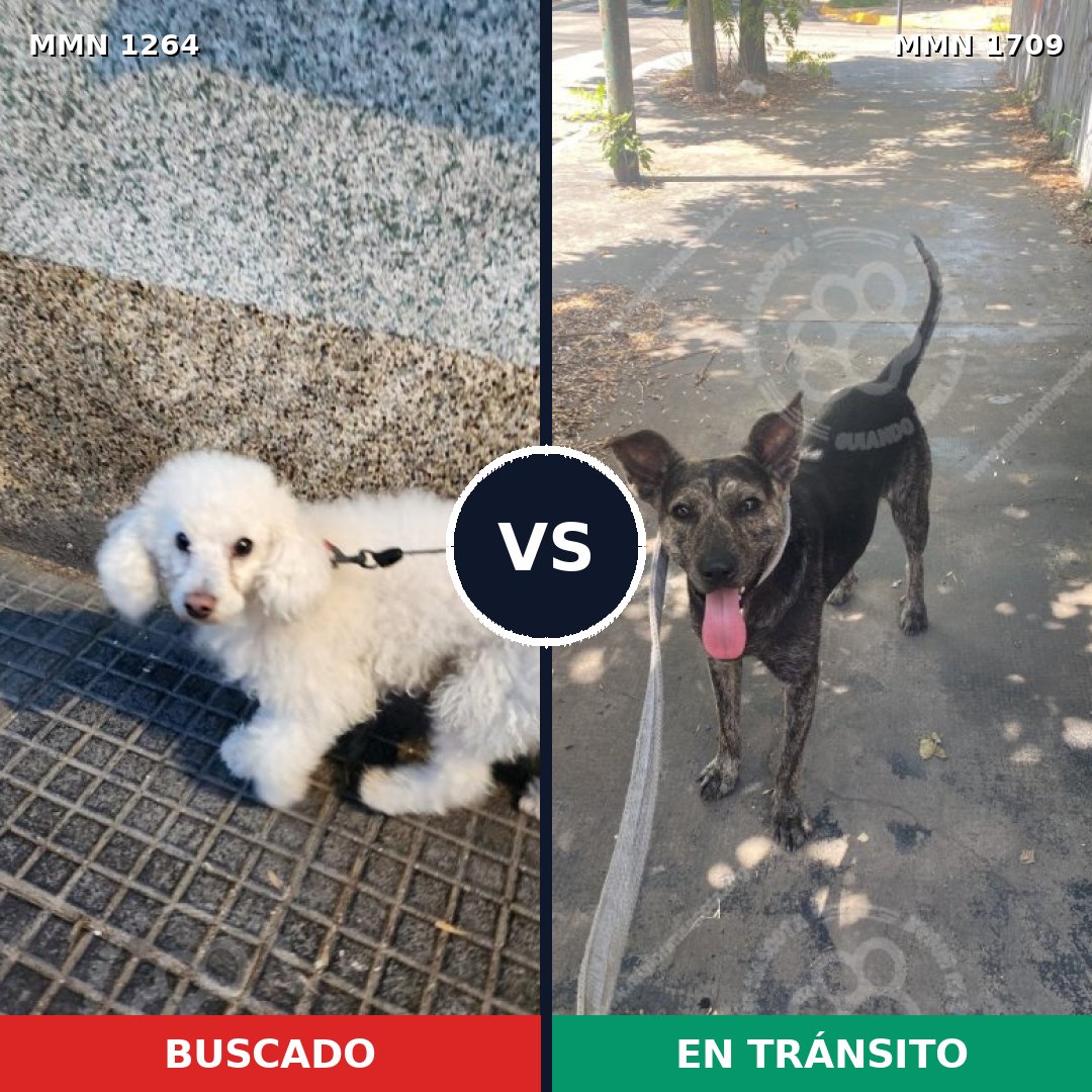 Comparativa MMS 37646: mascota perdida y mascota encontrada, 40% de similitud