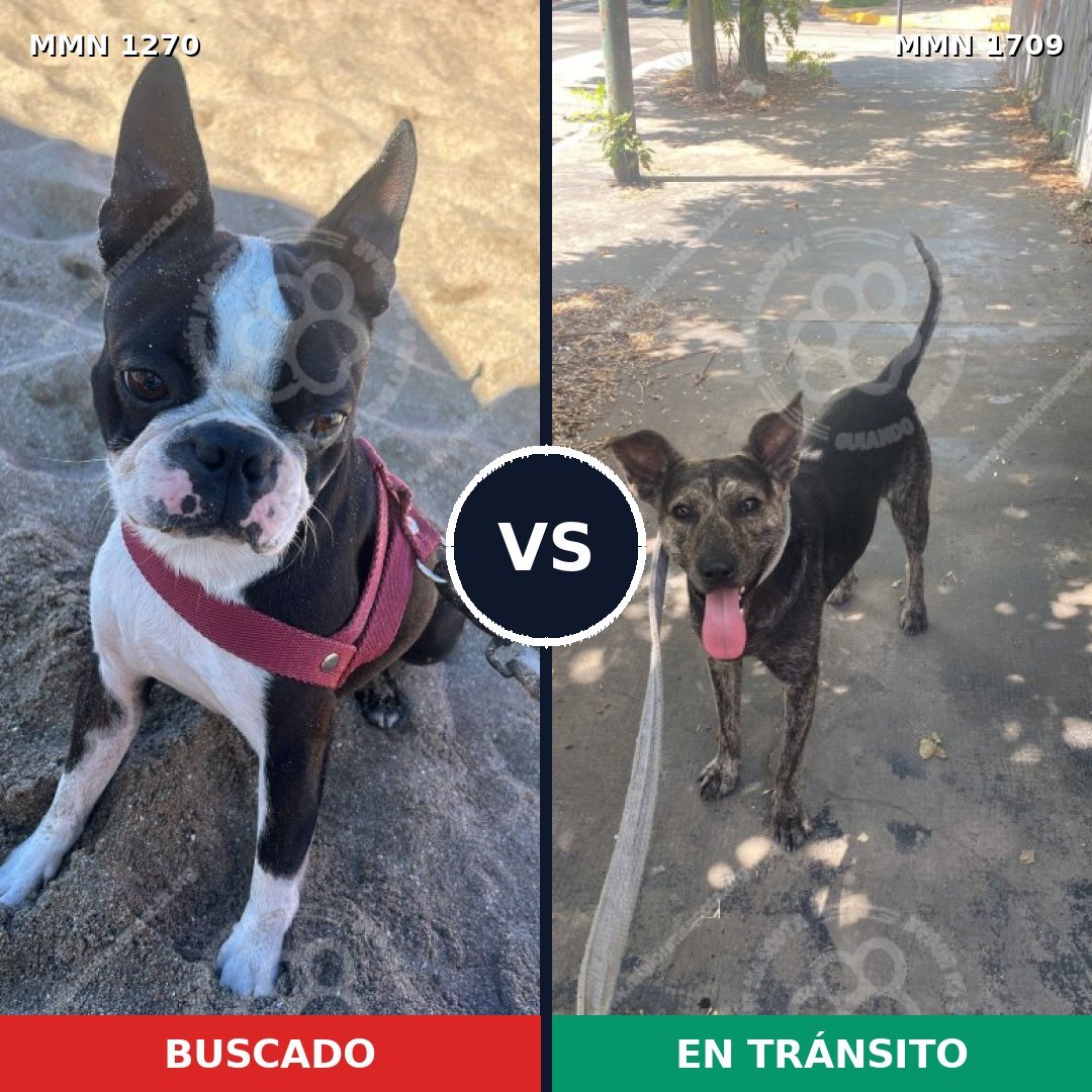 Comparativa MMS 37647: mascota perdida y mascota encontrada, 48% de similitud
