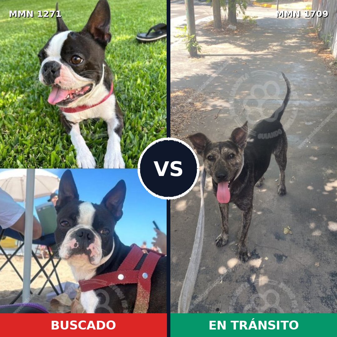 Comparativa MMS 37648: mascota perdida y mascota encontrada, 48% de similitud